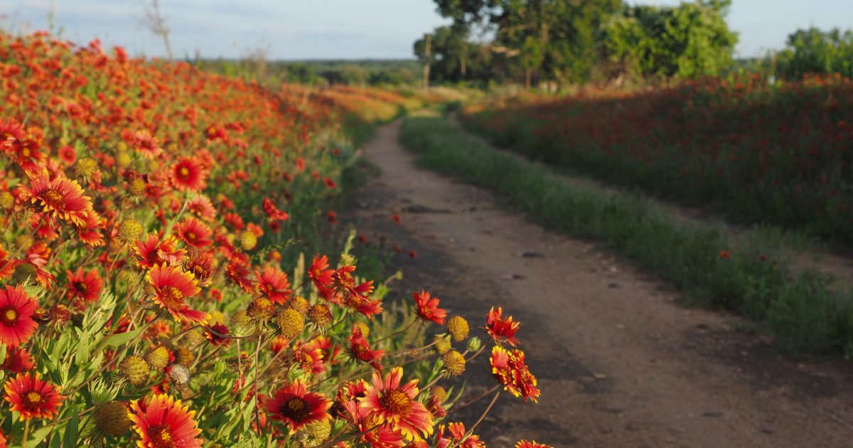 Events This Month in Fredericksburg, TX | Calendar of Events